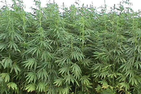 industrial hemp approved in california contact sustainableangels@gmail.com